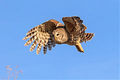 Barred Owl