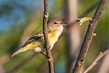 Bell's Vireo