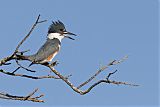 Belted Kingfisher