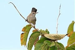 Bewick's Wren