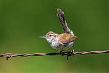 Bewick's Wren