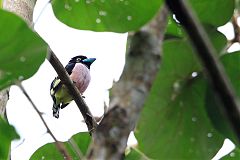 Black-and-yellow Broadbill