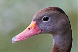 Black-bellied Whistling-Duck