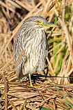 Black-crowned Night-Heronborder=