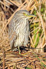 Black-crowned Night Heron