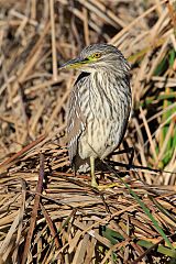 Black-crowned Night Heron