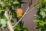 Black-headed Grosbeakborder=