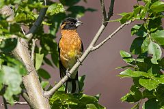 Black-headed Grosbeak