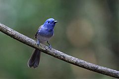 Black-naped Monarch