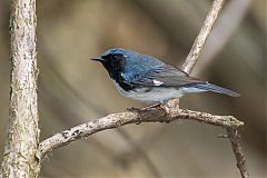 Black-throated Blue Warbler