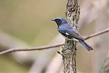 Black-throated Blue Warbler