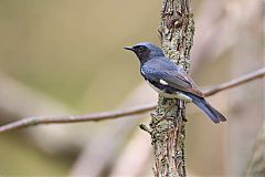 Black-throated Blue Warbler