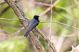 Black-throated Blue Warbler