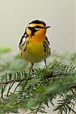 Blackburnian Warbler (male)