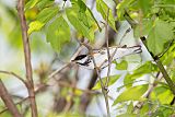 Blackpoll Warbler