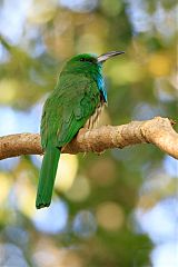 Blue-bearded Bee-eater