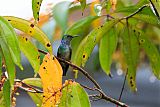 Blue-chested Hummingbird