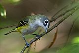 Blue-headed Vireo