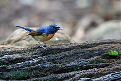 Chinese Blue Flycatcher