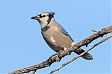 Blue Jay