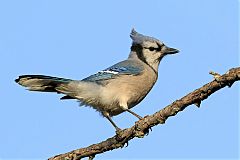 Blue Jay