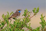 Bluethroatborder=