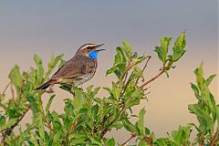 Bluethroat