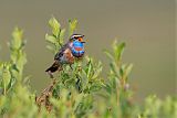 Bluethroat