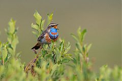 Bluethroat