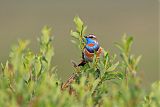 Bluethroat