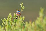 Bluethroat