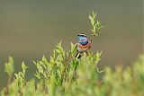 Bluethroatborder=