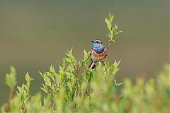 Bluethroat