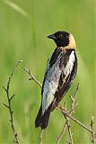 Bobolink