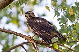 Broad-winged Hawk