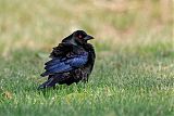 Bronzed Cowbirdborder=