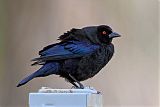 Bronzed Cowbird