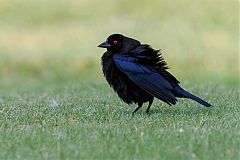 Bronzed Cowbird