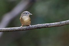 Brown-cheeked Fulvetta