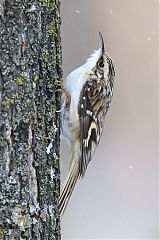 Brown Creeper