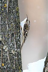 Brown Creeper