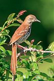 Brown Thrasherborder=