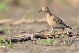 Buff-breasted Sandpiper