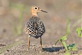 Buff-breasted Sandpiper