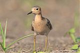 Buff-breasted Sandpiper