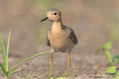 Buff-breasted Sandpiper