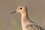 Buff-breasted Sandpiper