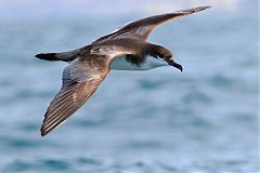 Buller's Shearwater