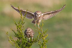 Burrowing Owl