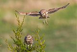 Burrowing Owl